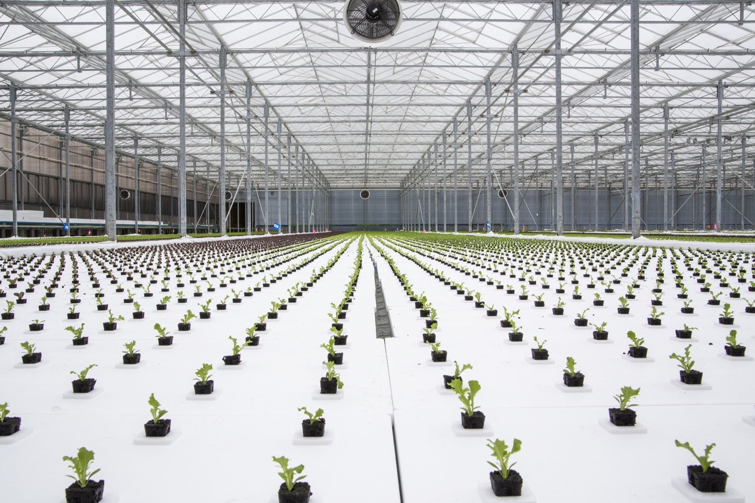 හරිත සමාජ නිර්මාතෘවරුන් ඔවුන්ගේ hydroponic පද්ධතිය පරීක්ෂා කරමින්